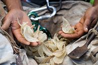 9 loại thực phẩm "sang chảnh" nhất thế giới